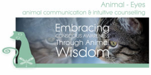 Embracing Conscious Awareness through Animal & Crystal Wisdom @ Roodepoort | Gauteng | South Africa