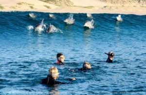 Wild Dolphins Retreat @ Ponta Do Quoro | Mozambique